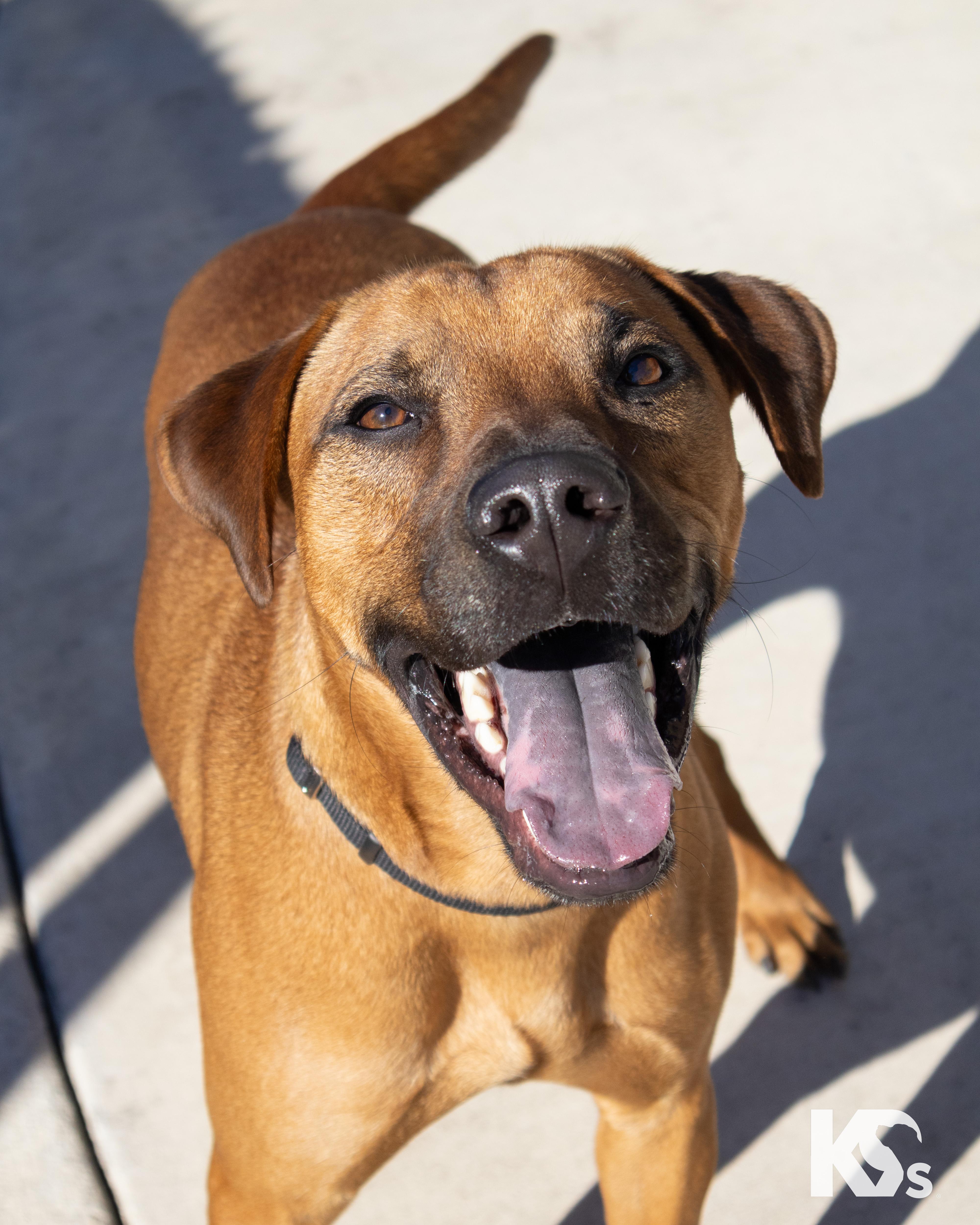 Enlarge Liberty, an adopted mixed breed in Ponte Vedra, FL image 1/4