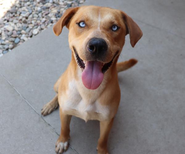 Enlarge Bleu, a Adoptable mixed breed in Sioux City, IA image 1/1