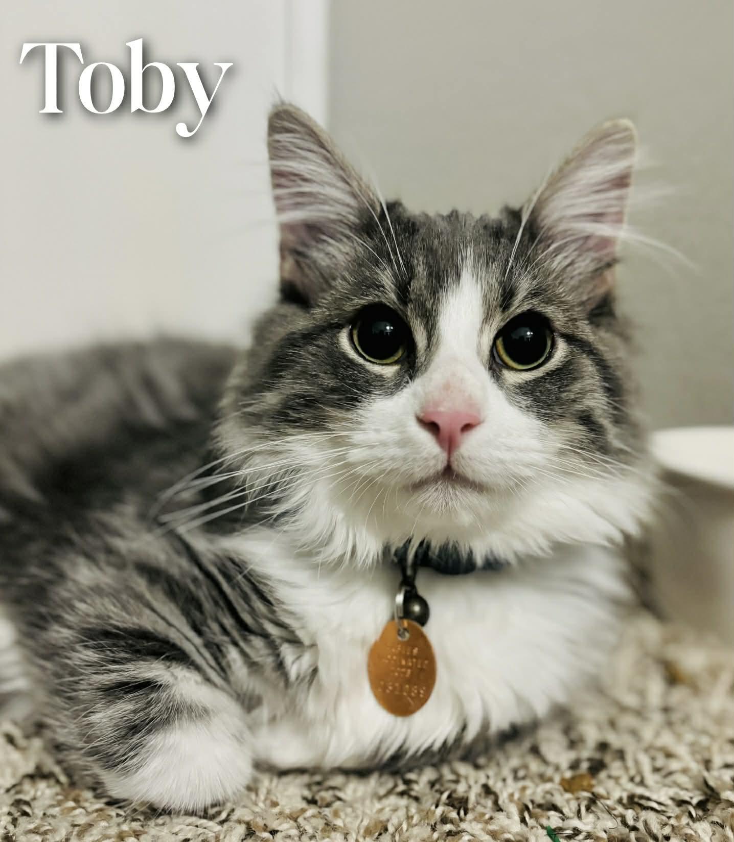 Toby, adopted, Young Male Domestic Medium Hair.