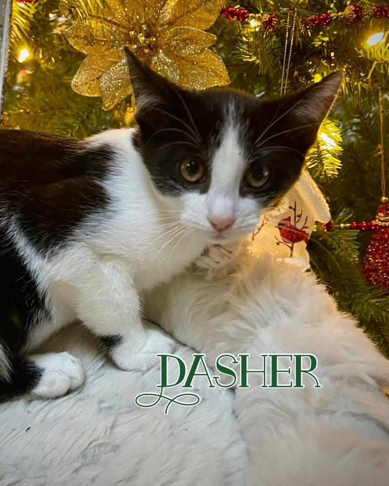 Enlarge Dasher, a Adoptable mixed breed in Virginia Beach, VA image 1/6