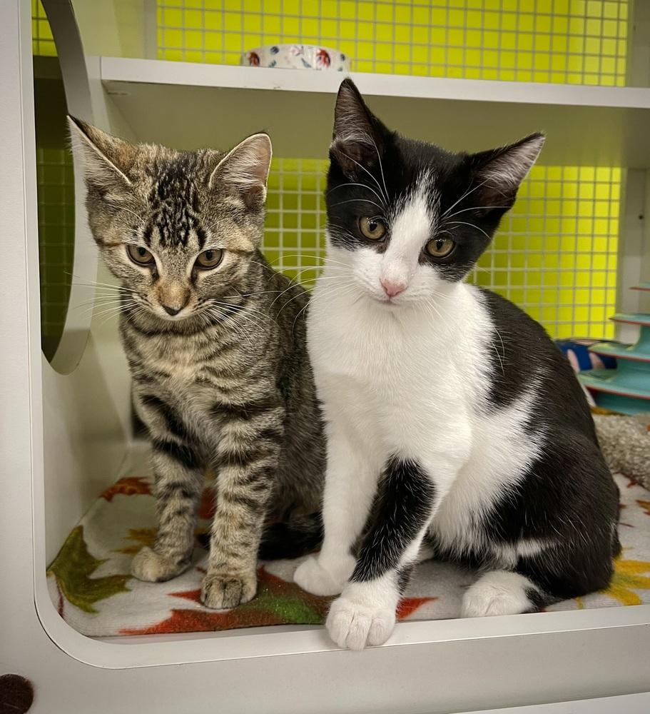 Enlarge Dasher, a Adoptable mixed breed in Virginia Beach, VA image 3/6