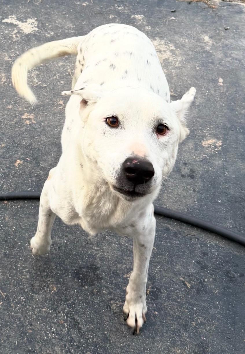 Bonny — thumbnail 3