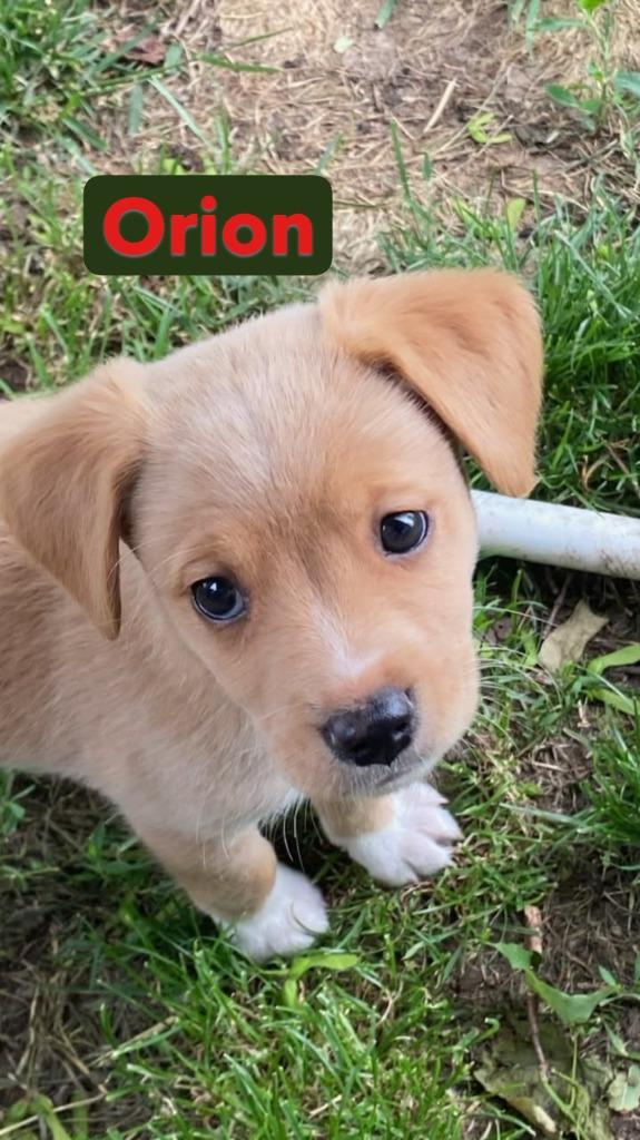 Orion- In a Foster Home, Adoptable, Puppy Male Mixed Breed.