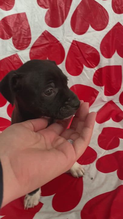 Enlarge Mittens, a Adopted mixed breed in HONEY BROOK, PA video 6/11