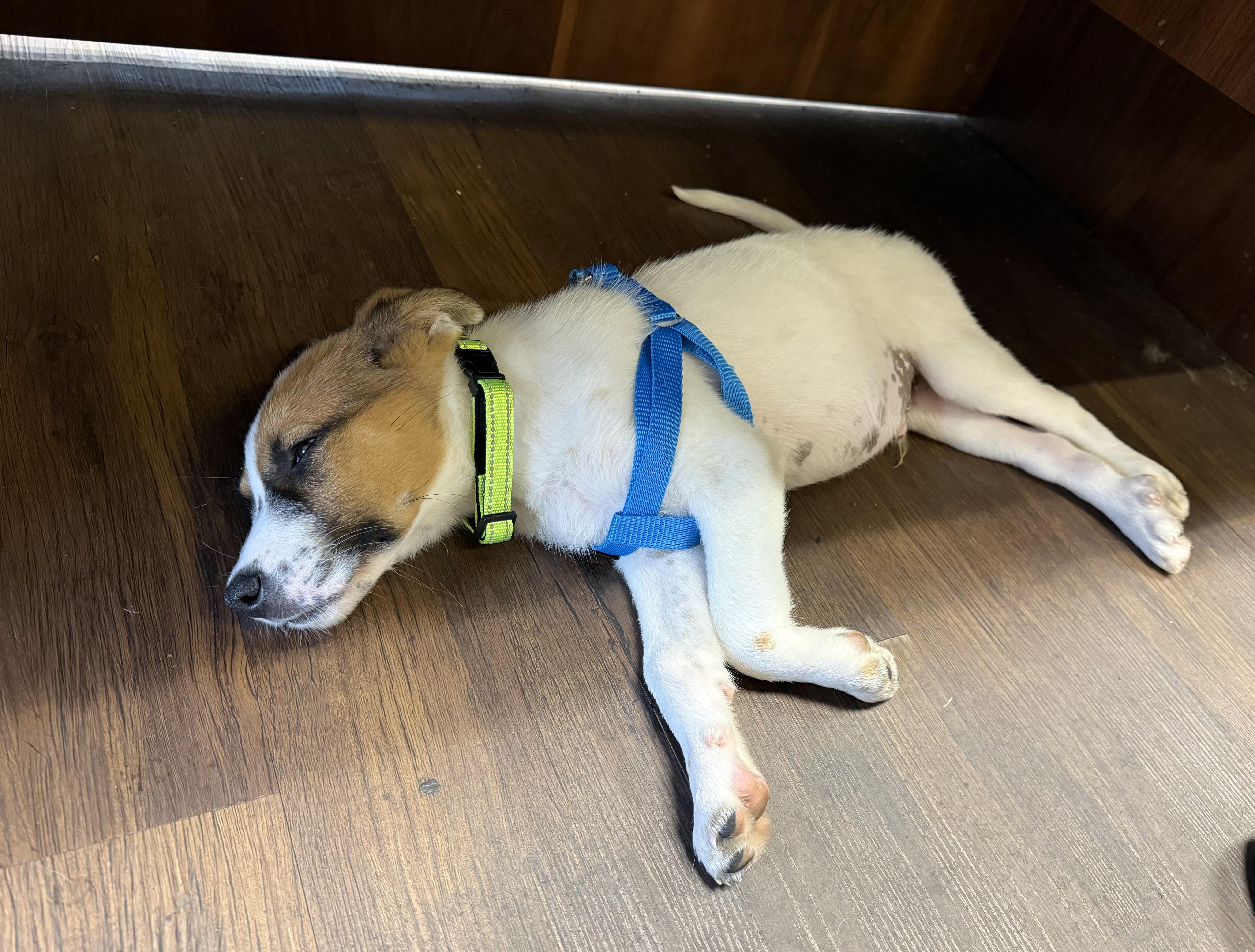 Enlarge Disco, a Adoptable mixed breed in Richmond, VA image 3/5