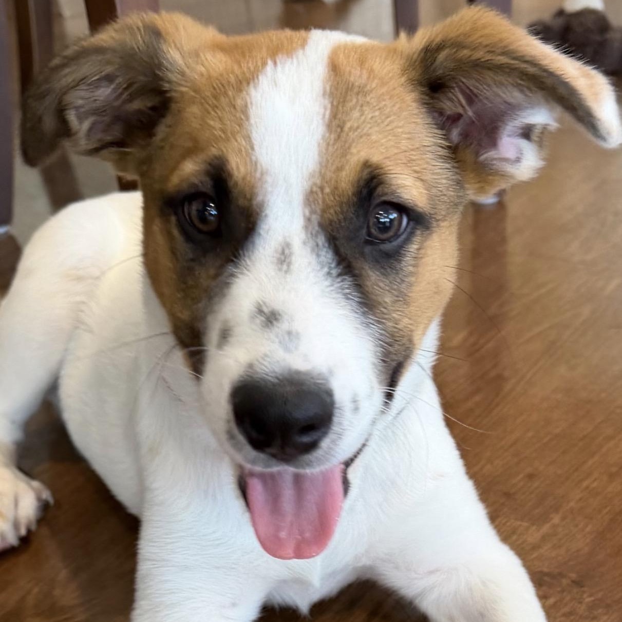 Enlarge Disco, a Adoptable mixed breed in Richmond, VA image 2/5
