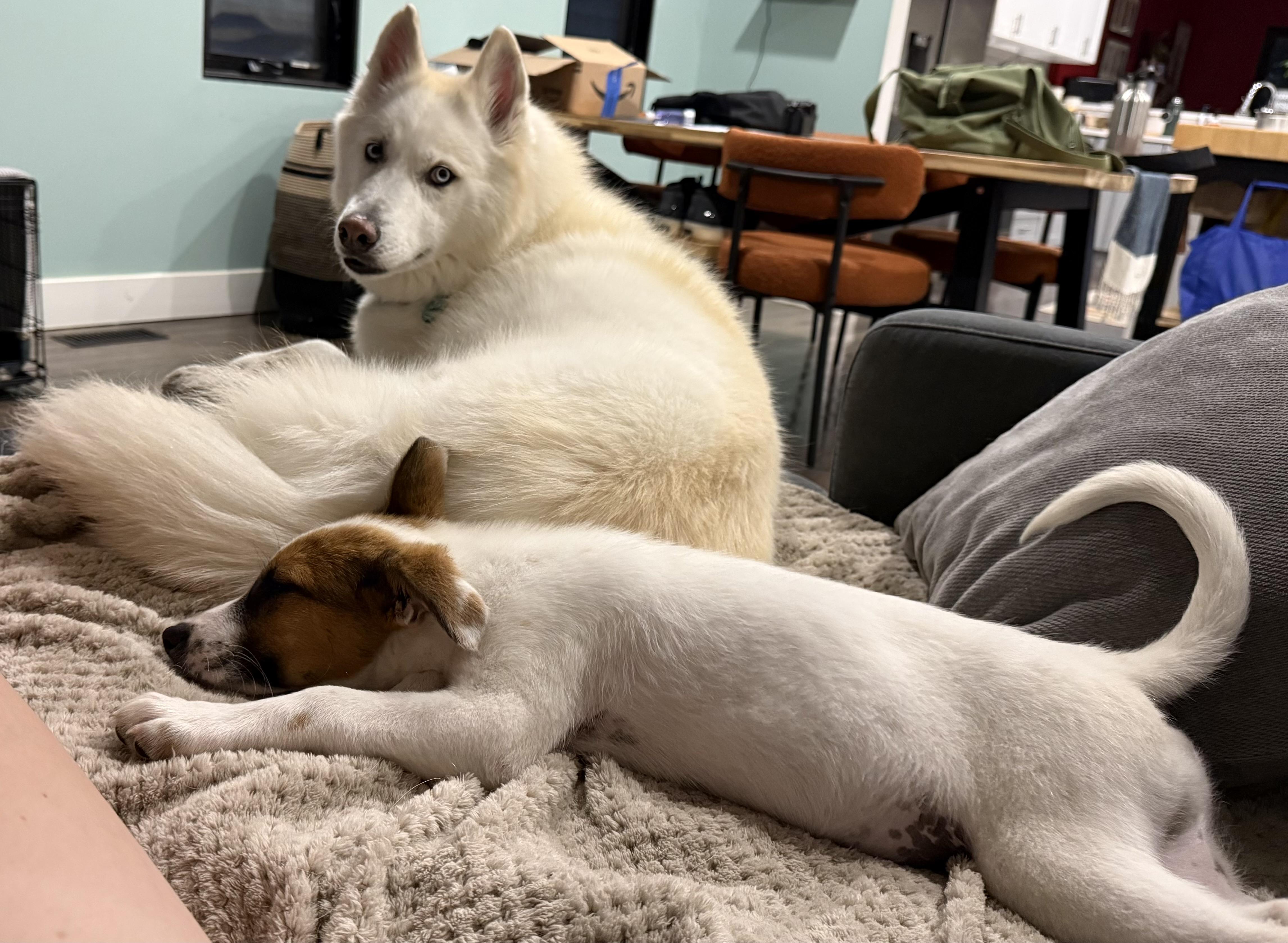 Enlarge Disco, a Adoptable mixed breed in Richmond, VA image 4/5