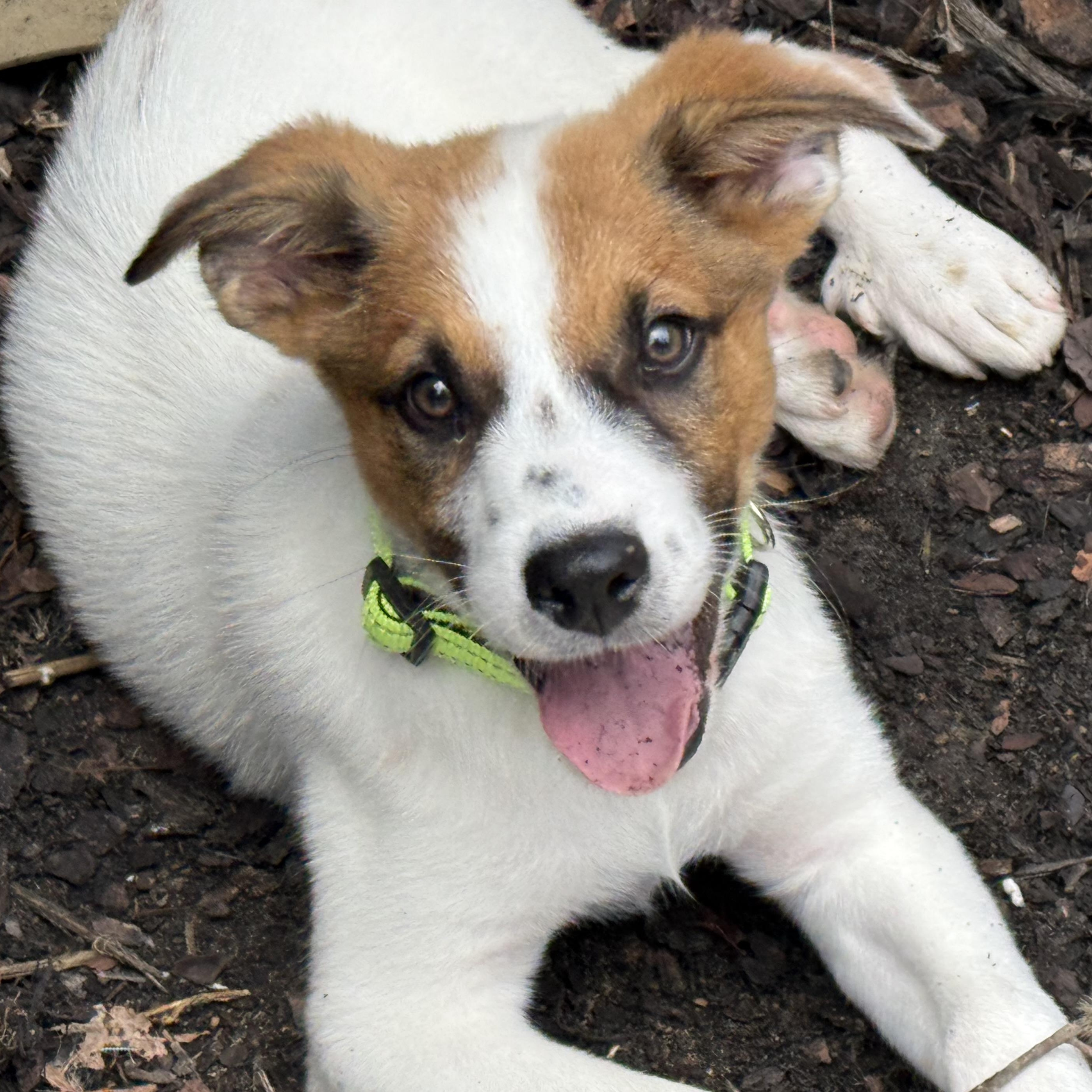 Disco, Adoptable, Puppy Male Great Pyrenees.