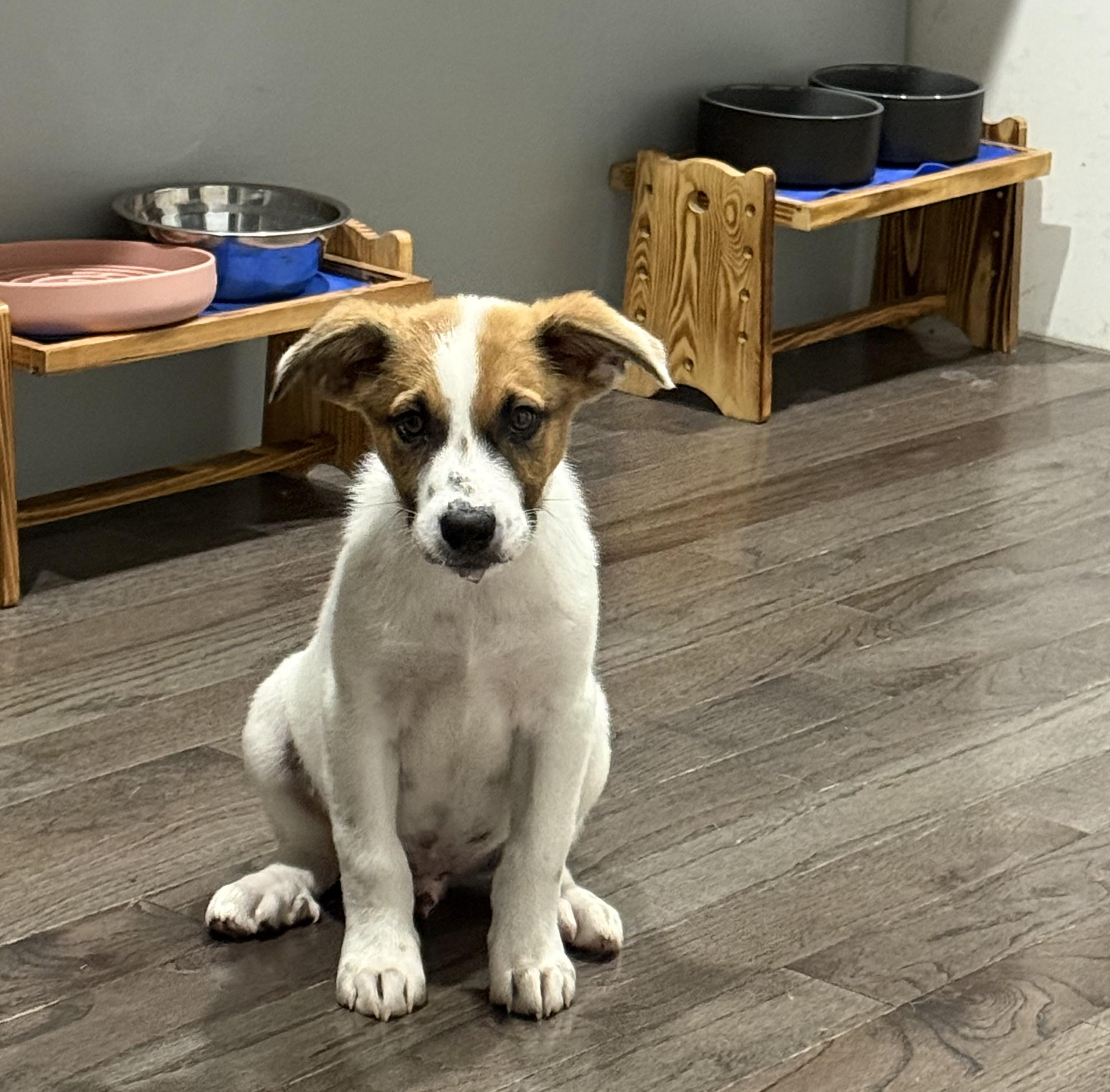 Enlarge Disco, a Adoptable mixed breed in Richmond, VA image 5/5