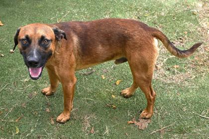 Jack Slade, a ADOPTABLE mixed breed in Inverness, FL image 2/2