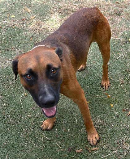 Jack Slade, a ADOPTABLE mixed breed in Inverness, FL image 1/2