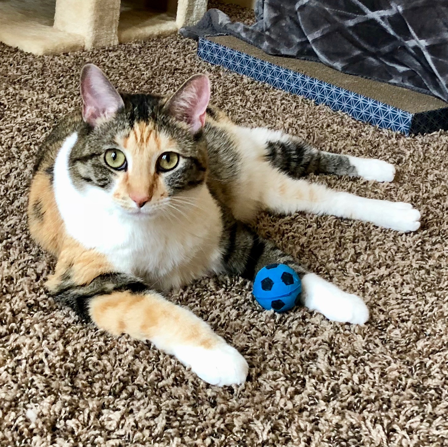 Minnie, a Adoptable Domestic Short Hair in Fort Worth, TX image 1/11