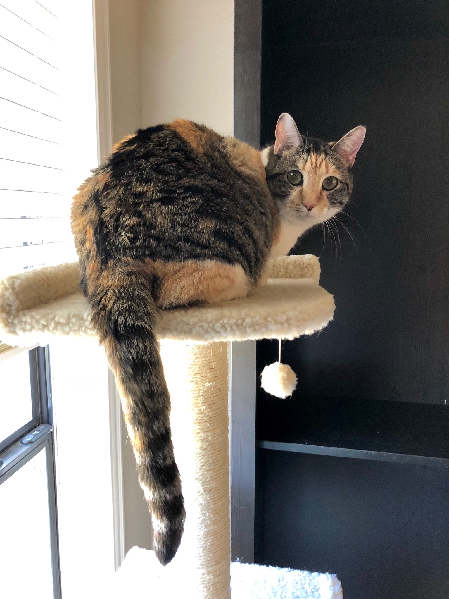 Minnie, a Adoptable Domestic Short Hair in Fort Worth, TX image 2/11