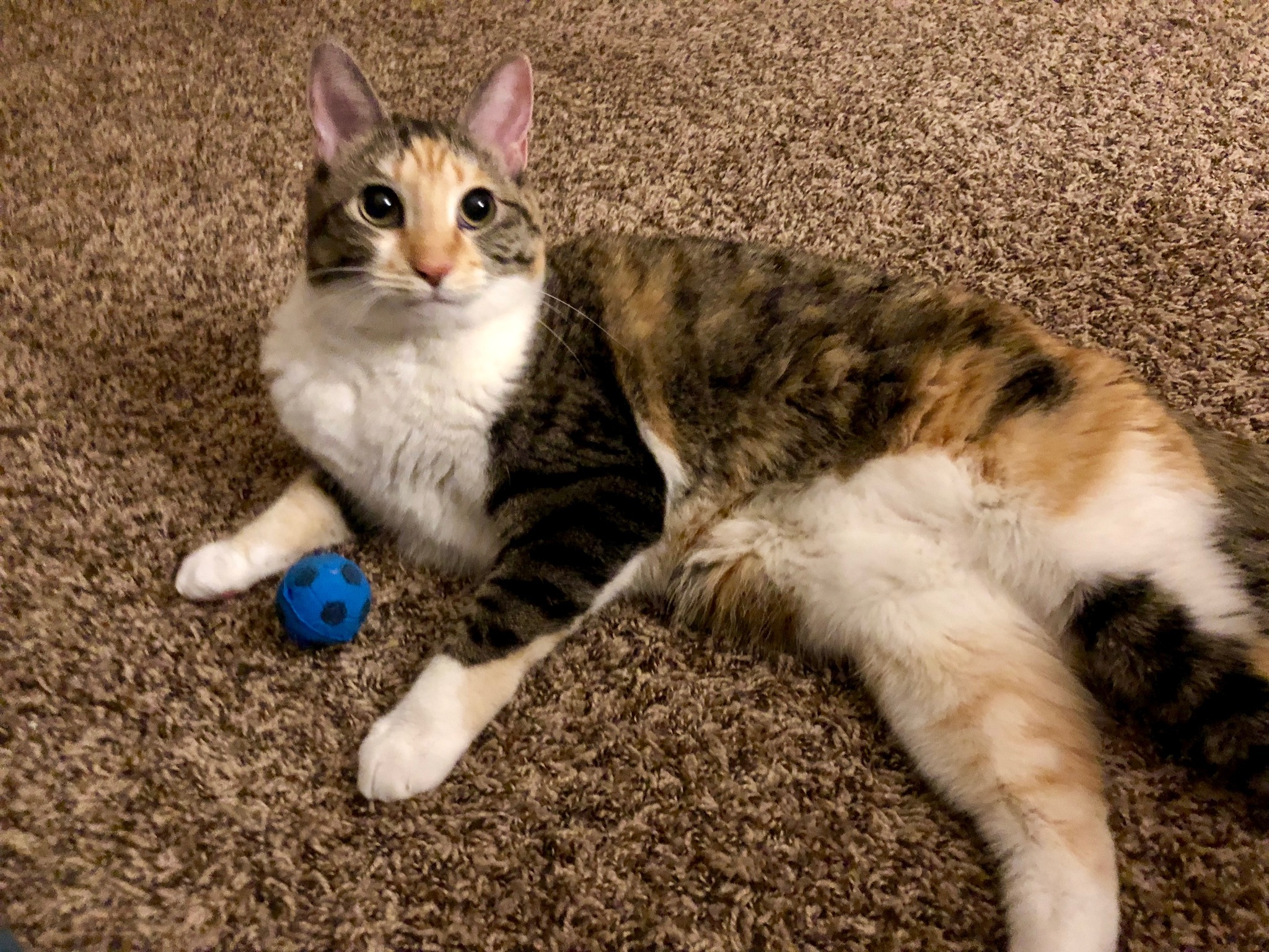 Minnie, a Adoptable Domestic Short Hair in Fort Worth, TX image 3/11