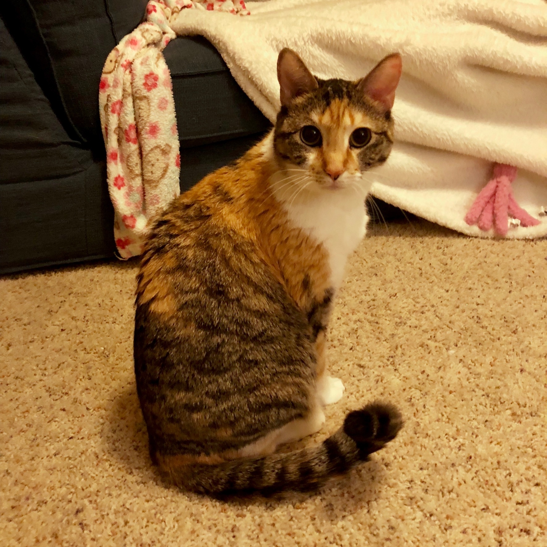 Minnie, a Adoptable Domestic Short Hair in Fort Worth, TX image 4/11