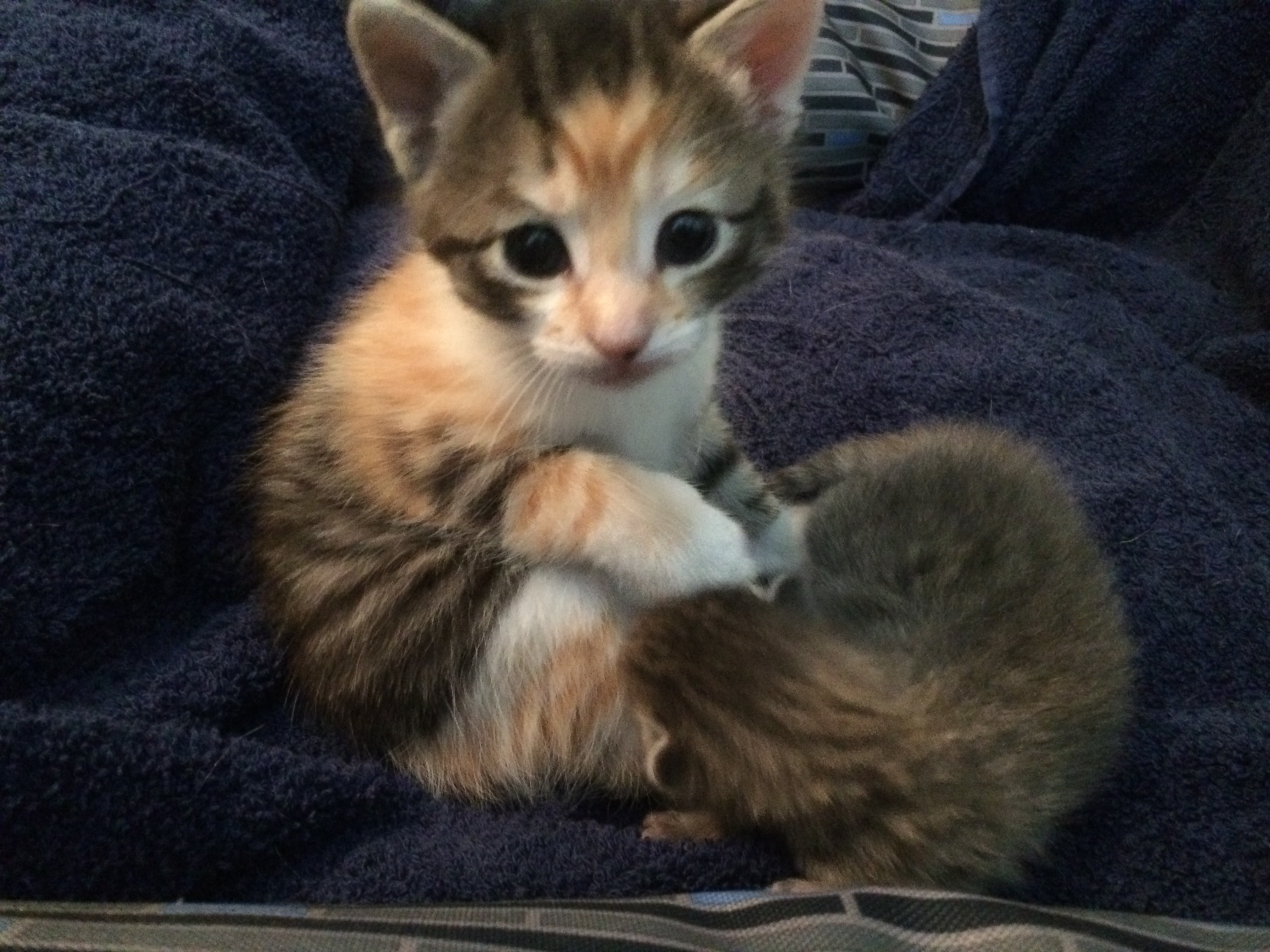 Minnie, a Adoptable Domestic Short Hair in Fort Worth, TX image 5/11