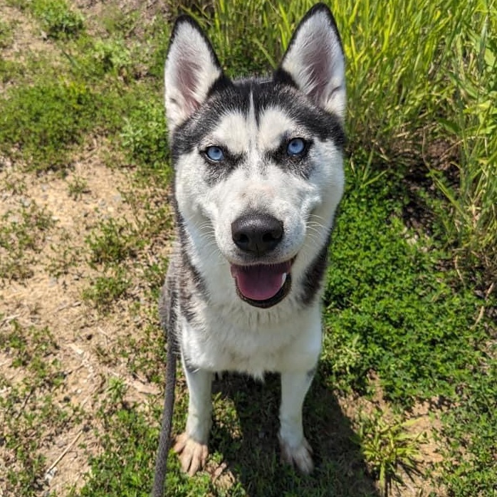 Ivy (ID 42769/ 1801), an adopted Husky in Manassas, VA_image-1