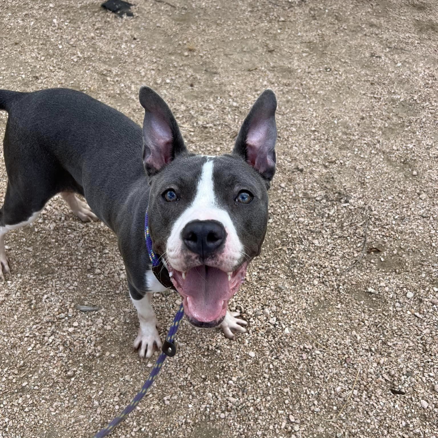 Flo, a Adoptable Mixed Breed in Georgetown, TX image 2/6