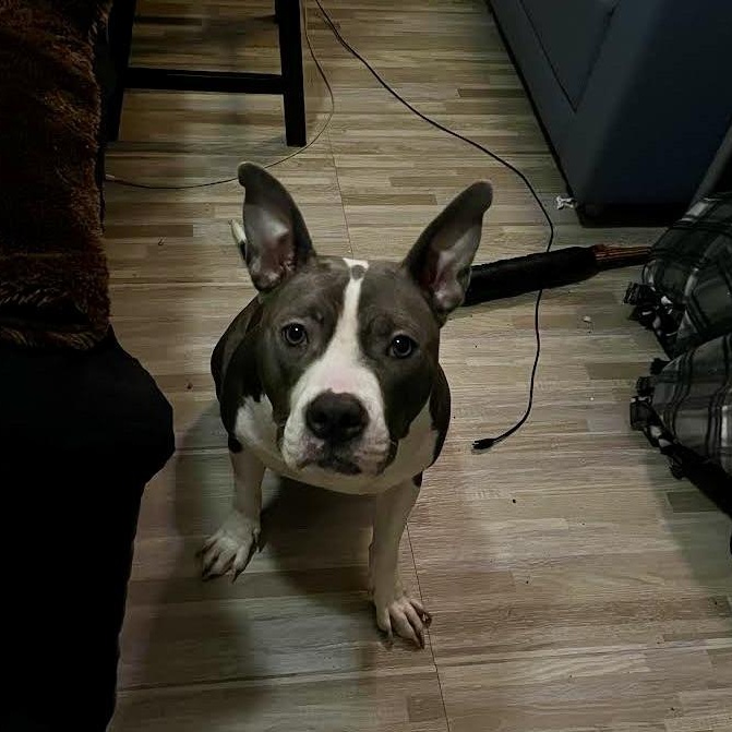 Flo, a Adoptable Mixed Breed in Georgetown, TX image 3/6