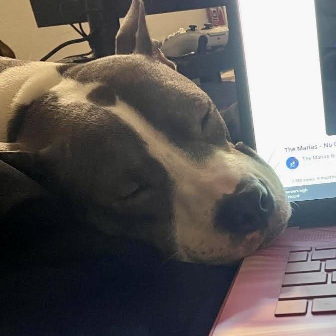 Flo, a Adoptable Mixed Breed in Georgetown, TX image 4/6