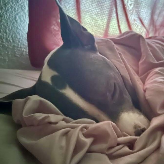 Flo, a Adoptable Mixed Breed in Georgetown, TX image 6/6