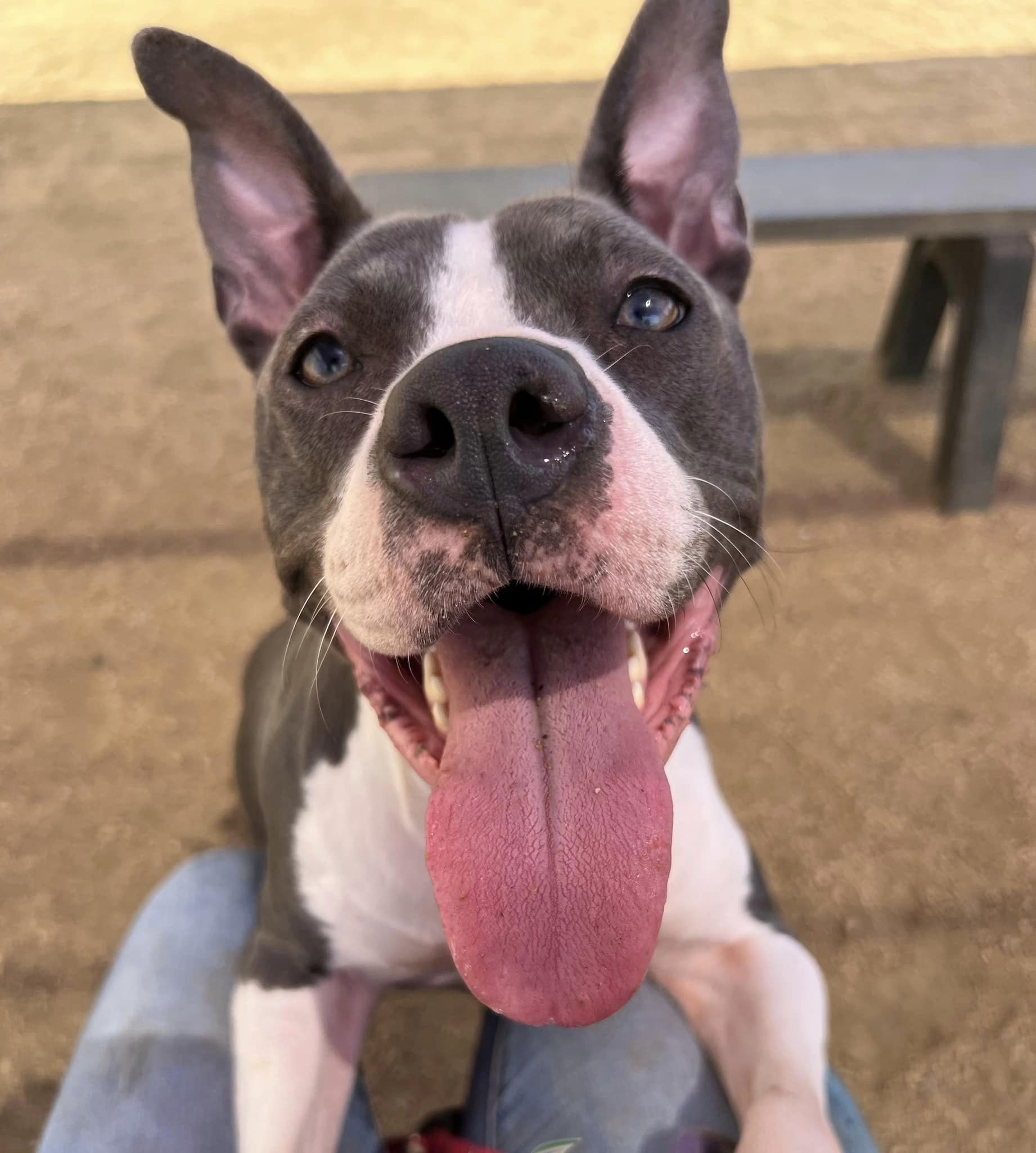 Flo, Adoptable, Adult Female Mixed Breed.