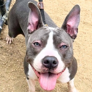 Flo, a Adoptable Mixed Breed in Georgetown, TX image 5/6