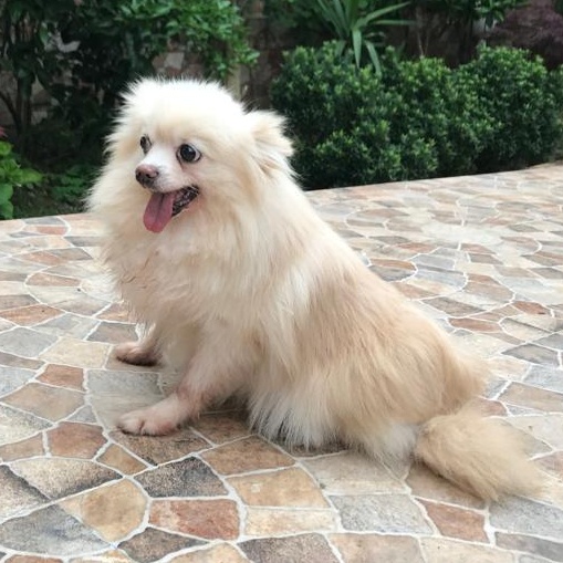 Enlarge Ms. Happily Bubbly Angel, a Adoptable Pomeranian in Vaudreuil-Dorion, QC image 3/5