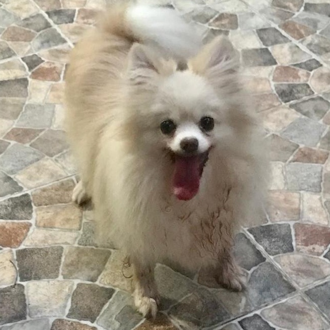 Enlarge Ms. Happily Bubbly Angel, a Adoptable Pomeranian in Vaudreuil-Dorion, QC image 4/5