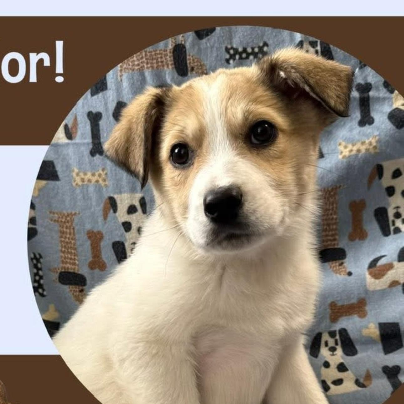 Andor, ADOPTABLE, Young Male Great Pyrenees & Australian Cattle Dog / Blue Heeler.