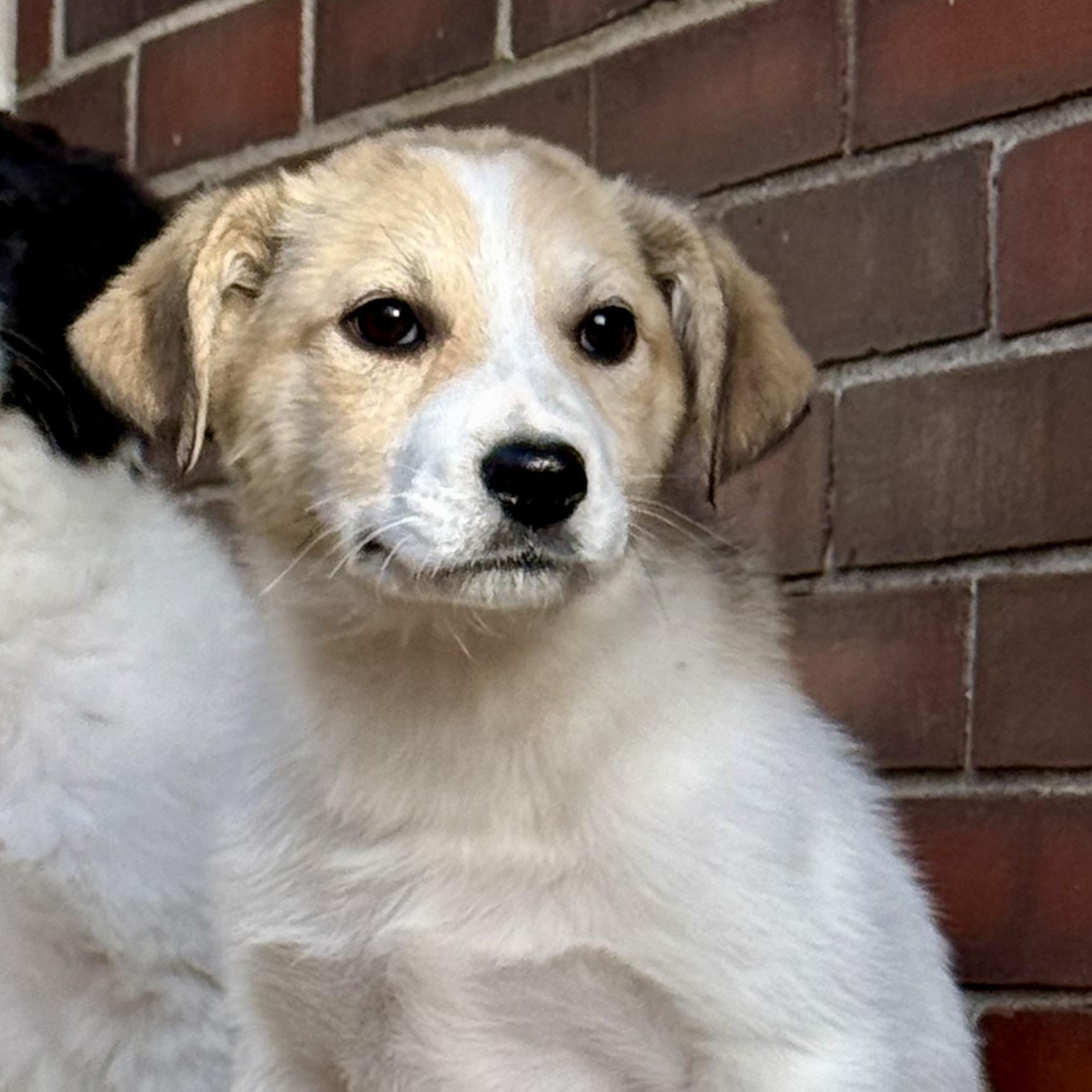 Enlarge Andor, a ADOPTABLE mixed breed in Louisville, KY image 1/1