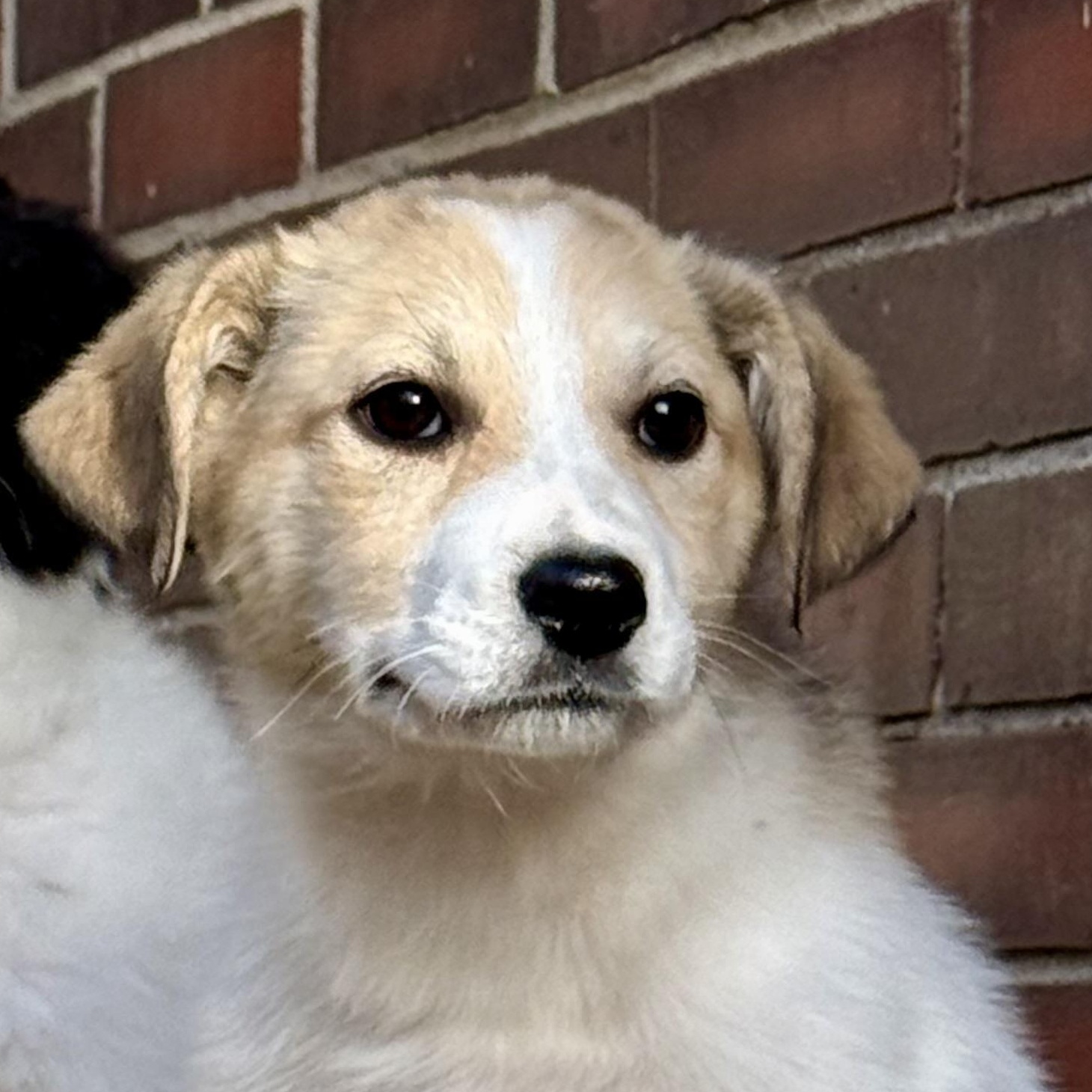 Enlarge Andor, a ADOPTABLE mixed breed in Louisville, KY image 2/2