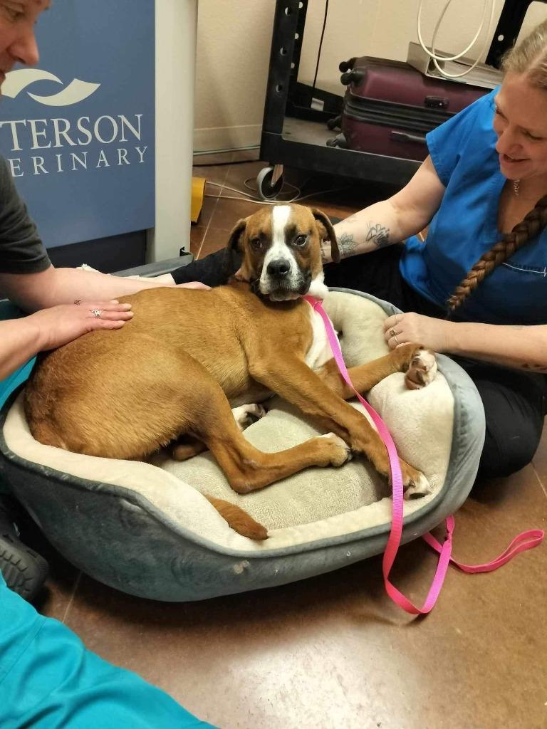 Mojo, Adoptable, Adult Male Boxer.