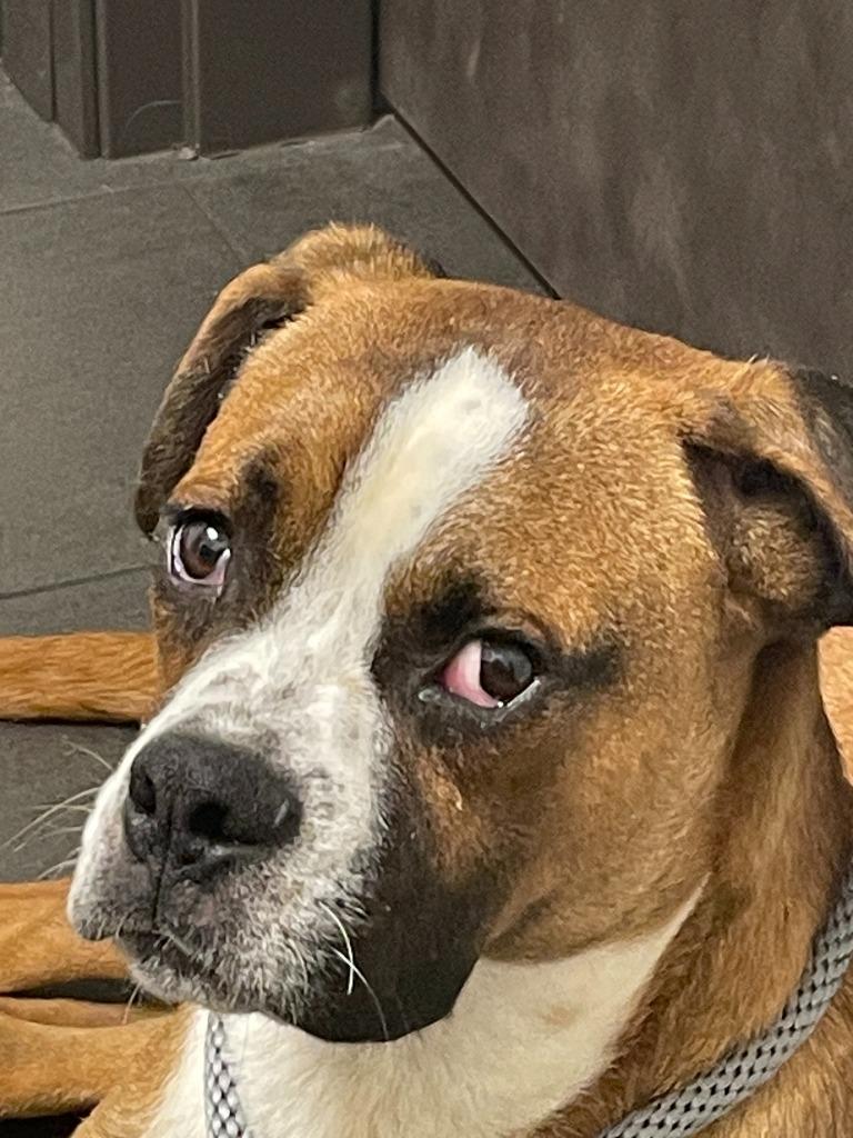 Mojo, Adoptable, Adult Male Boxer.