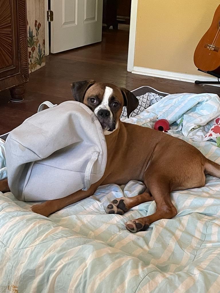 Enlarge Mojo, a Adopted Boxer in Arlington, TX image 2/4