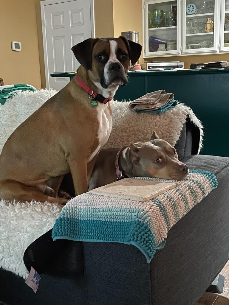 Enlarge Mojo, a Adopted Boxer in Arlington, TX image 3/4