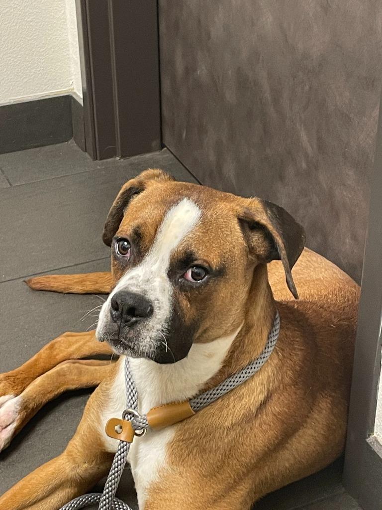 Enlarge Mojo, a Adoptable Boxer in Arlington, TX image 2/3