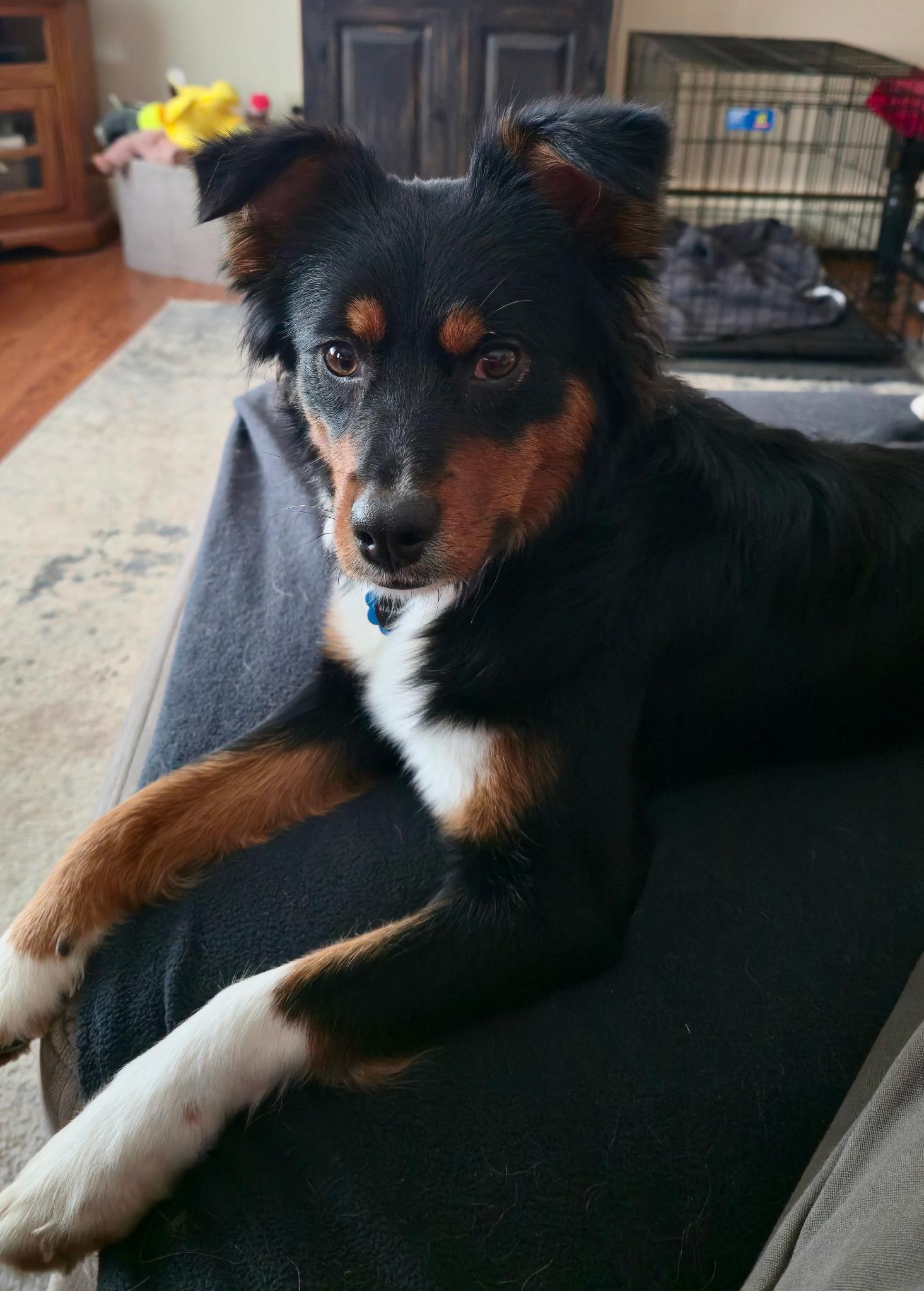 Enlarge Harper, an adopted Australian Shepherd in Seville, OH image 5/6