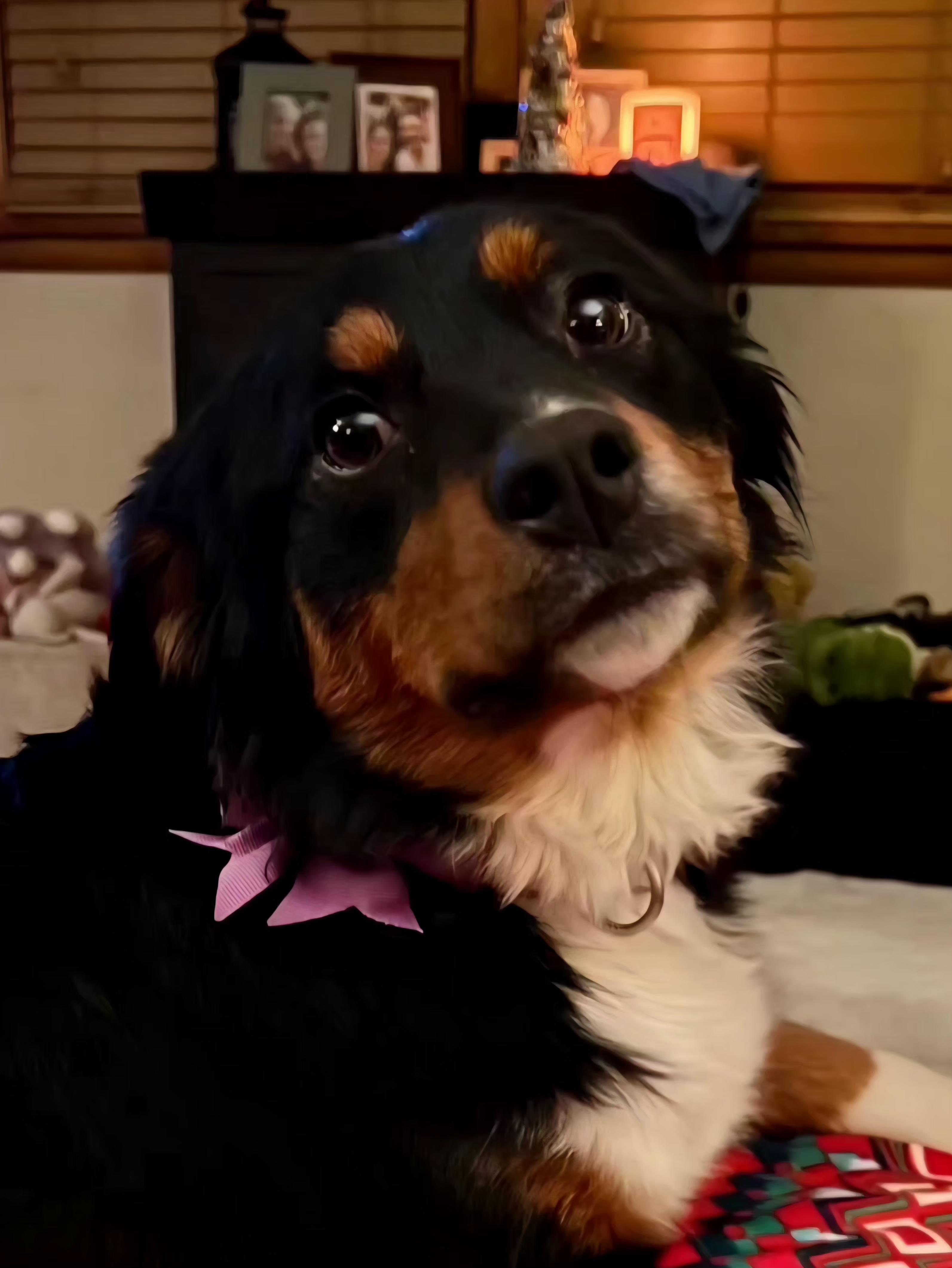 Enlarge Harper, an adopted Australian Shepherd in Seville, OH image 3/6