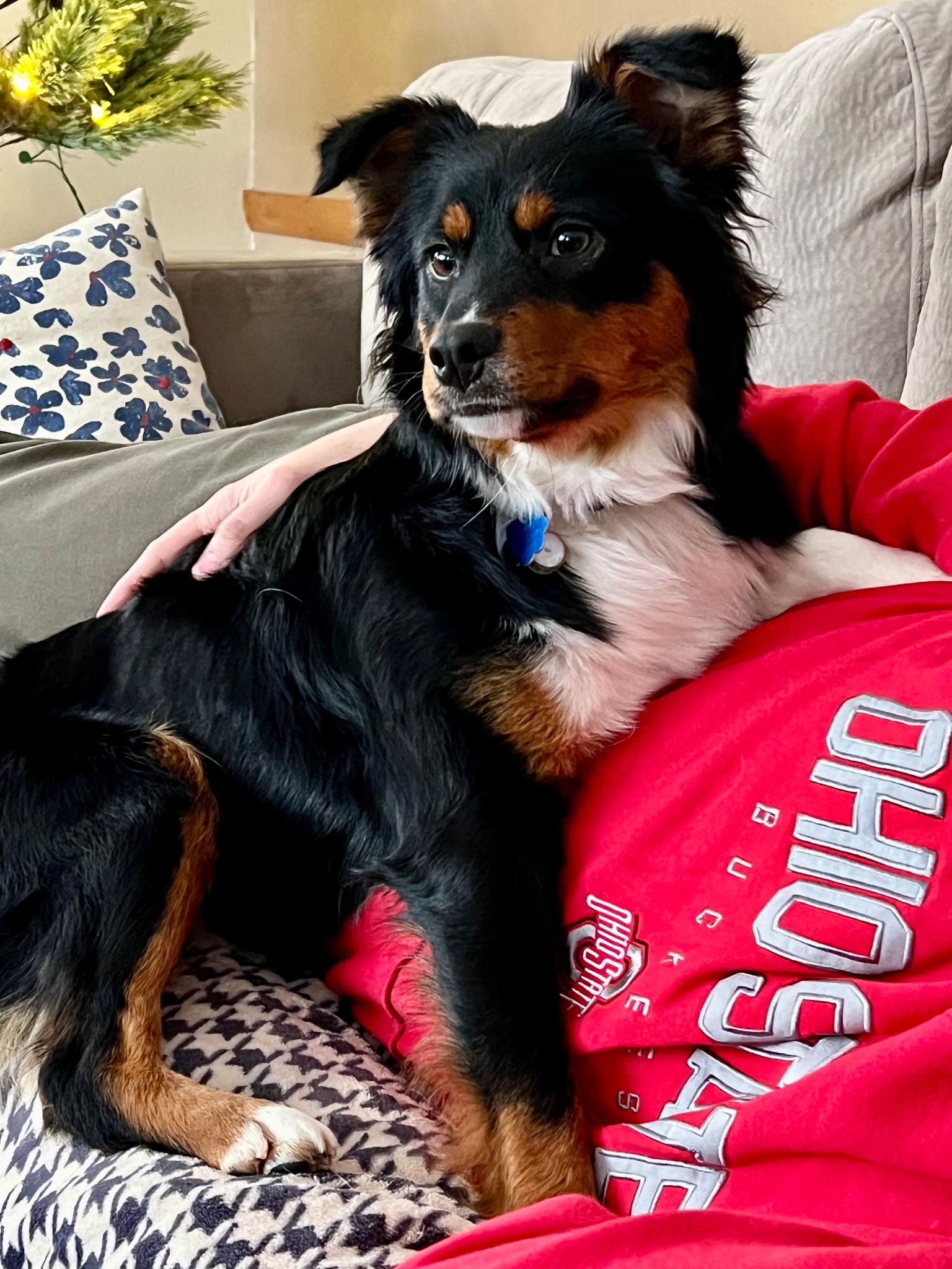 Harper, ADOPTABLE, Puppy Female Australian Shepherd.