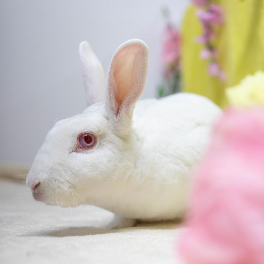 Enlarge Camilo (bonded to Ms. Peep), a Adoptable Mini Rex in San Diego, CA image 2/6