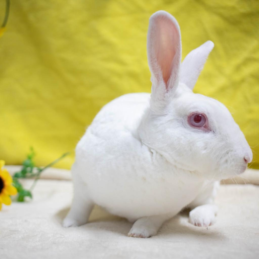 Enlarge Camilo (bonded to Ms. Peep), a Adoptable Mini Rex in San Diego, CA image 3/6