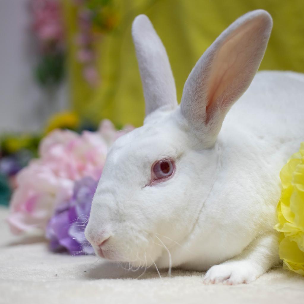 Enlarge Camilo (bonded to Ms. Peep), a Adoptable Mini Rex in San Diego, CA image 4/6
