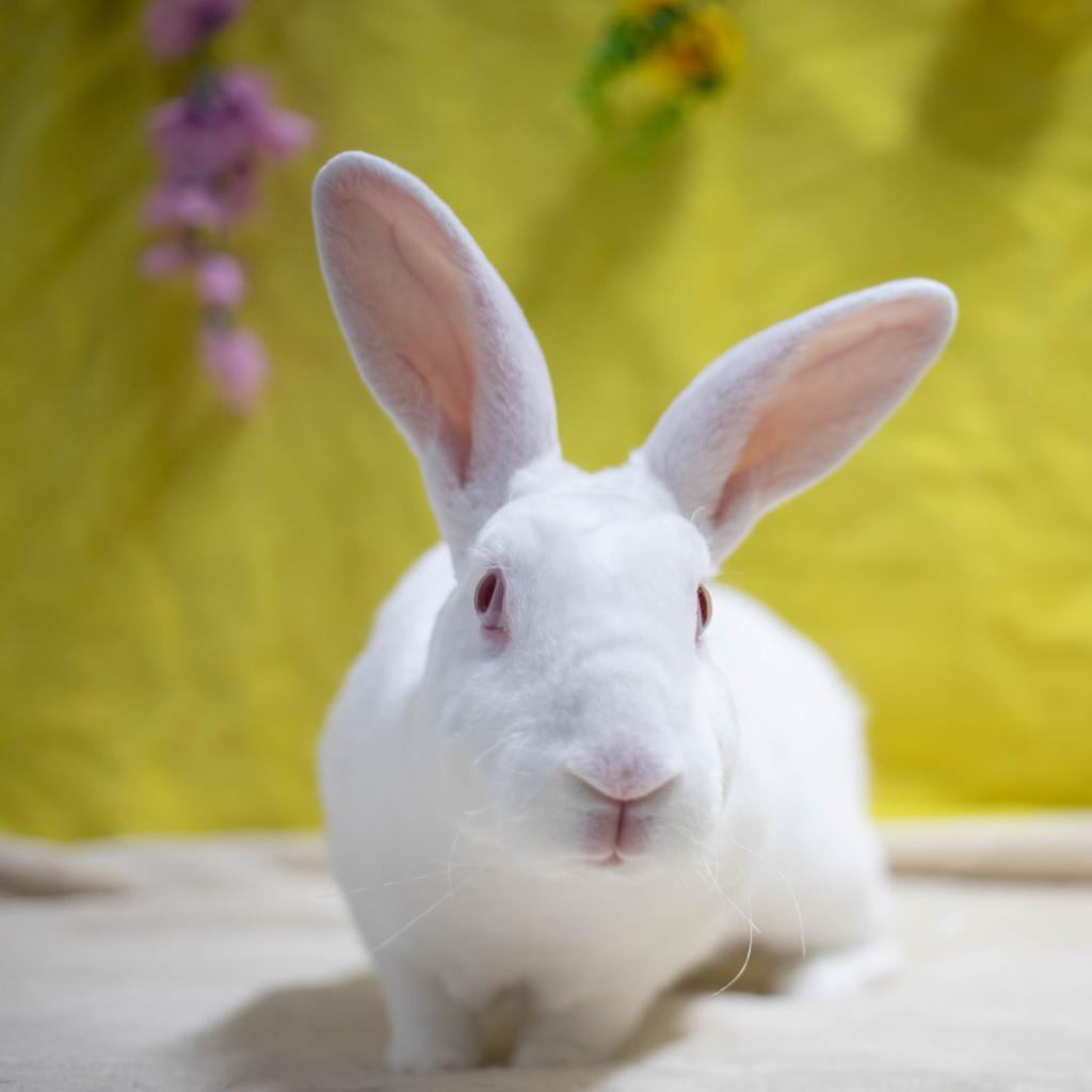 Enlarge Camilo (bonded to Ms. Peep), a Adoptable Mini Rex in San Diego, CA image 5/6