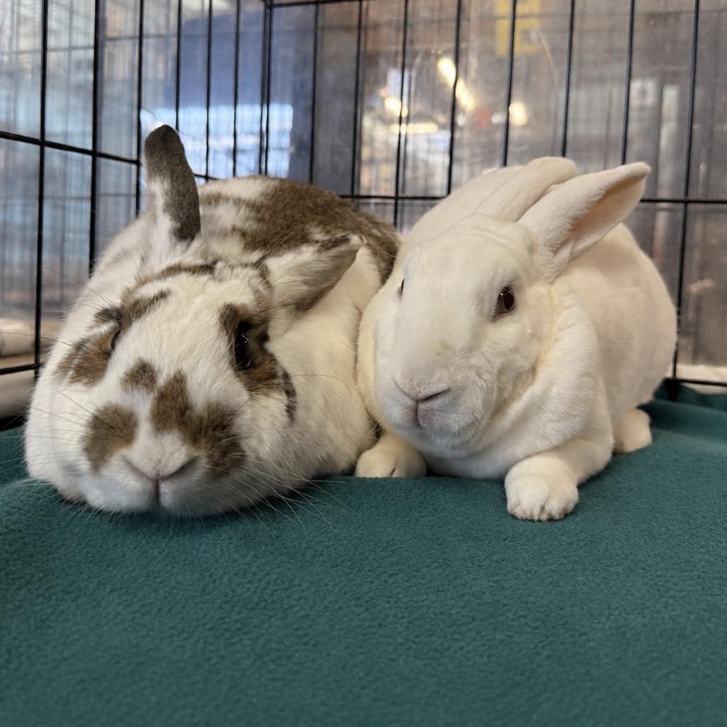 Enlarge Camilo (bonded to Ms. Peep), a Adoptable Mini Rex in San Diego, CA image 6/6