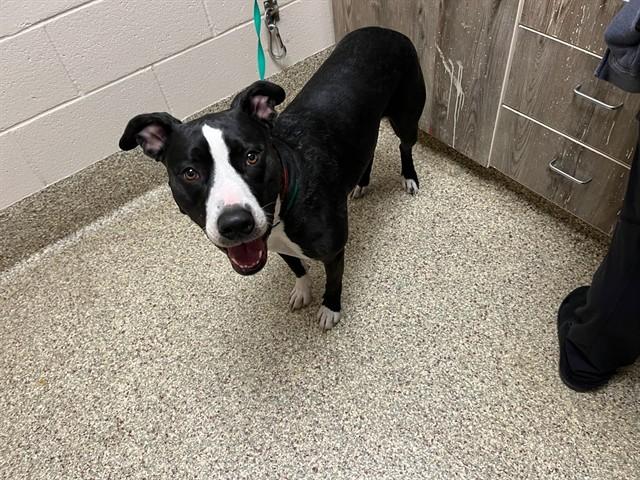 DIAMOND, Adoptable, Adult Female Pit Bull Terrier & Mixed Breed.