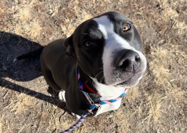 Enlarge DIAMOND, a Adoptable mixed breed in Colorado Springs, CO image 1/1