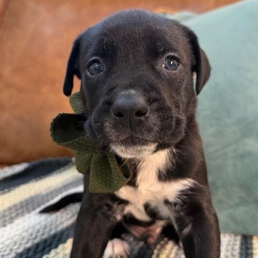 Fig Love — thumbnail 2