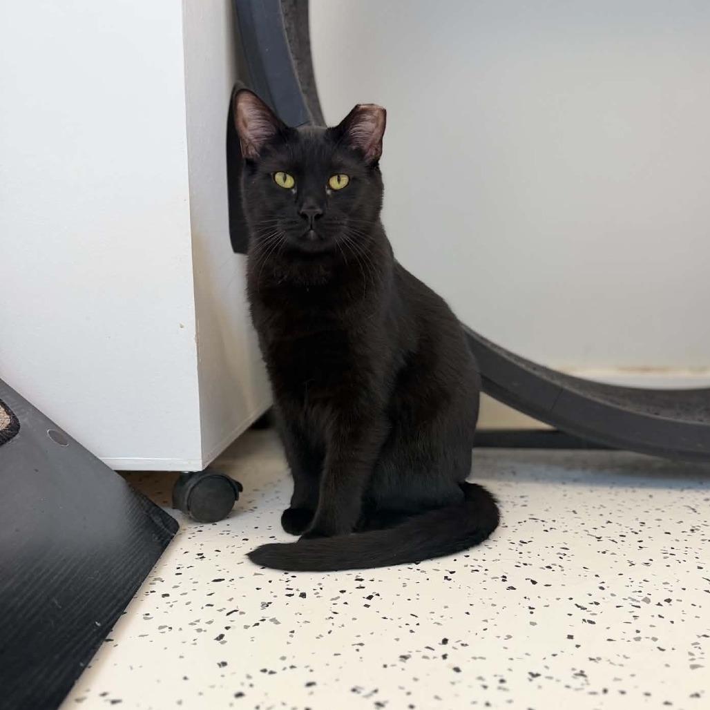 Decker, Adoptable, Young Male Domestic Short Hair.