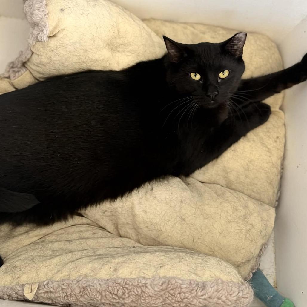 Enlarge Decker, a Adoptable Domestic Short Hair in Portage, MI image 1/4